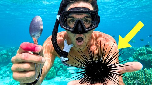 Spearfishing and sea urchin dive video